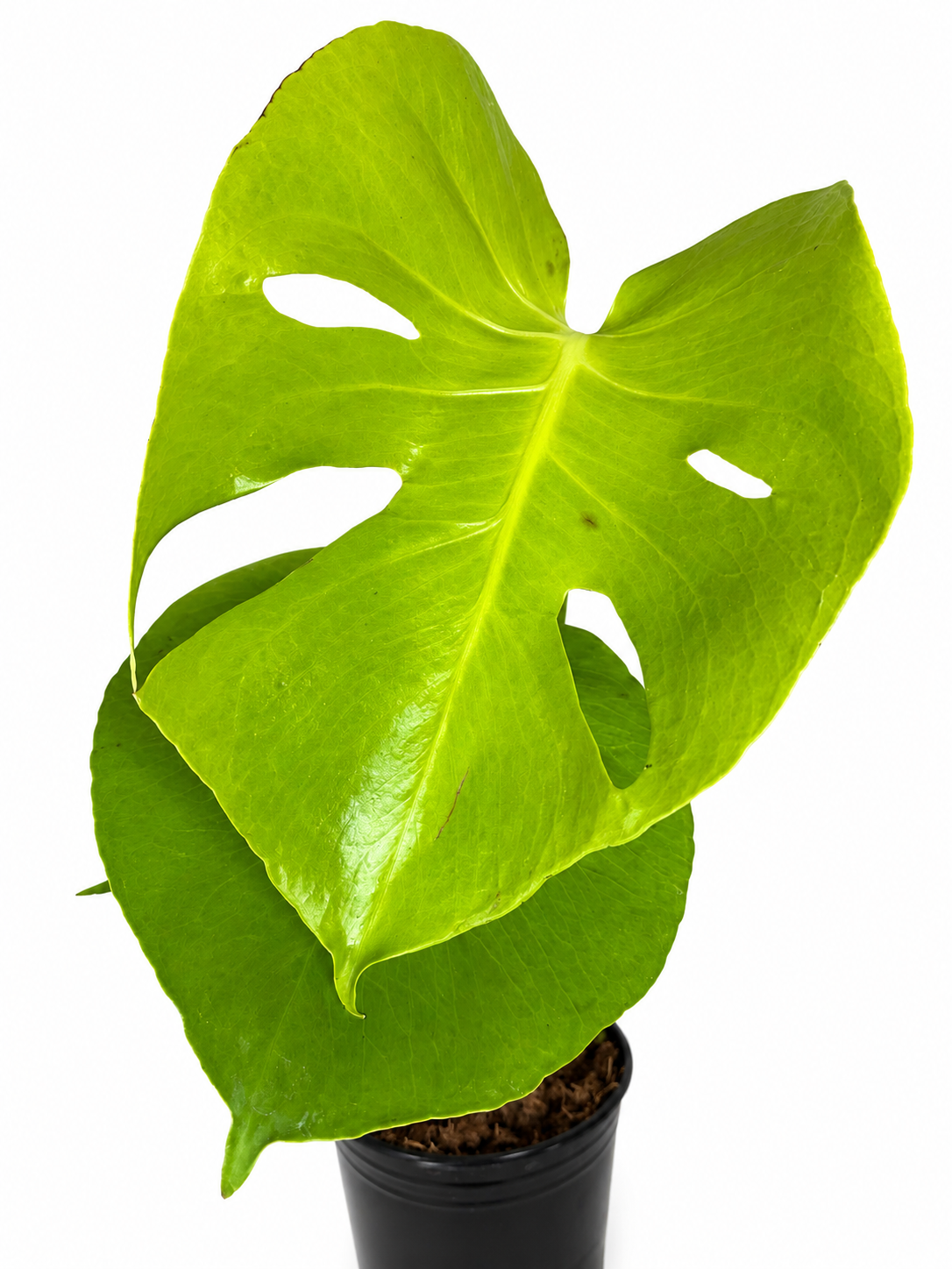 6” Monstera Deliciosa Lemon Lime