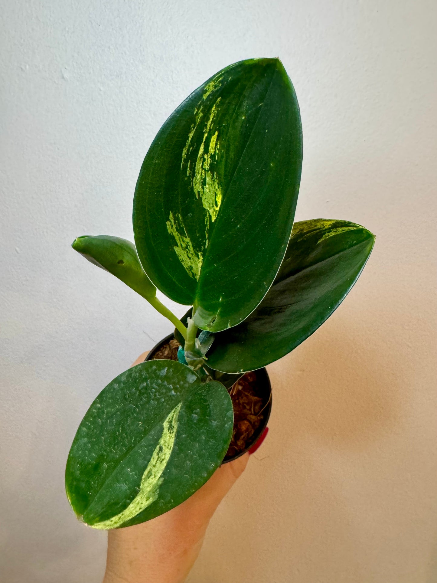 3" Scindapsus Treubii 'Dark Form' Variegated