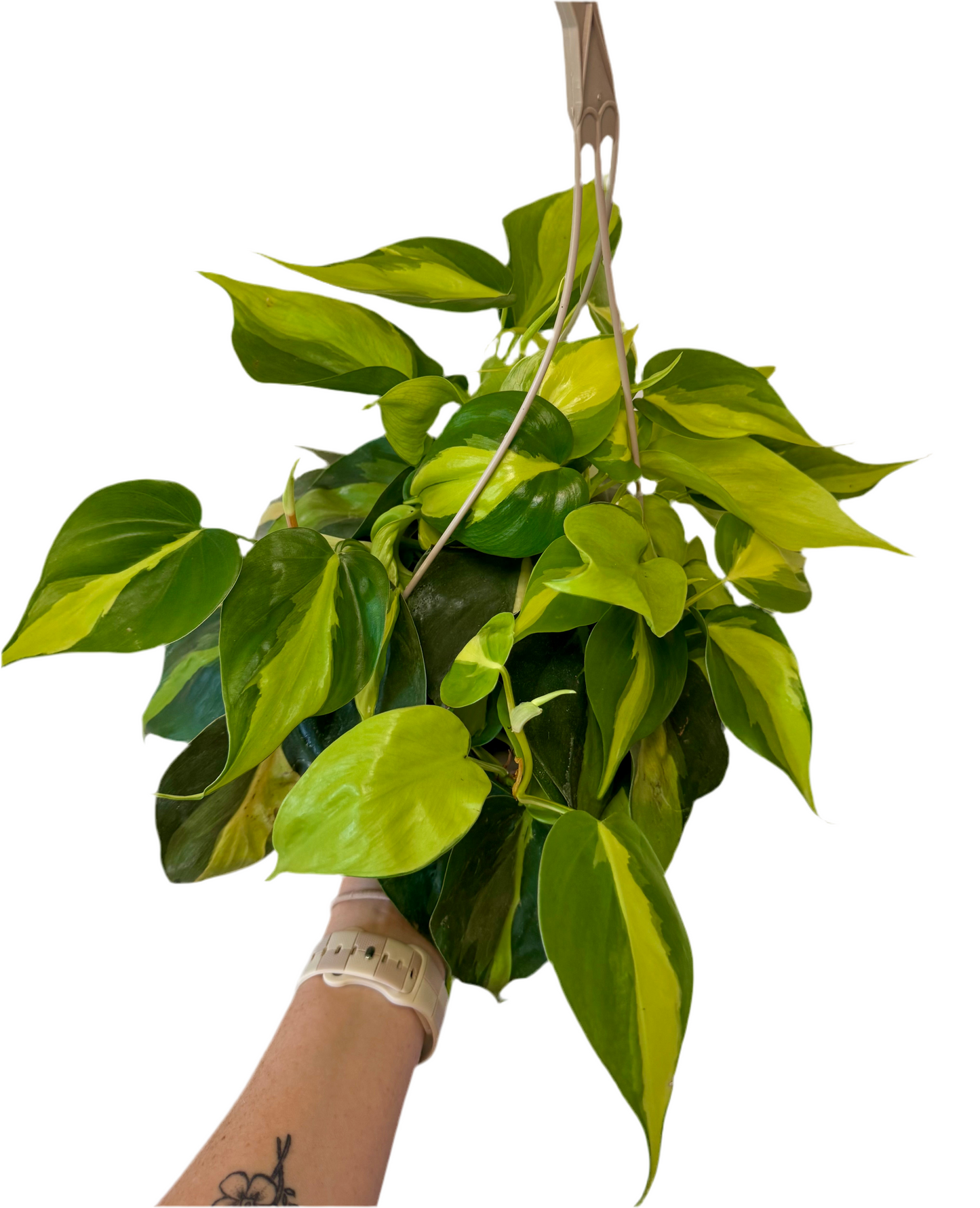 6” Philodendron Brazil