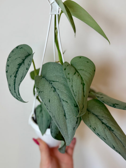 3” Scindapsus Silver Sierra