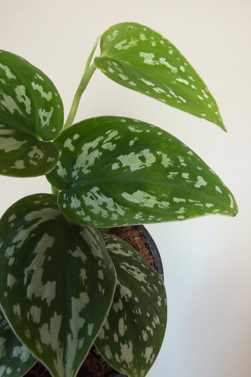 3” Scindapsus Tricolor
