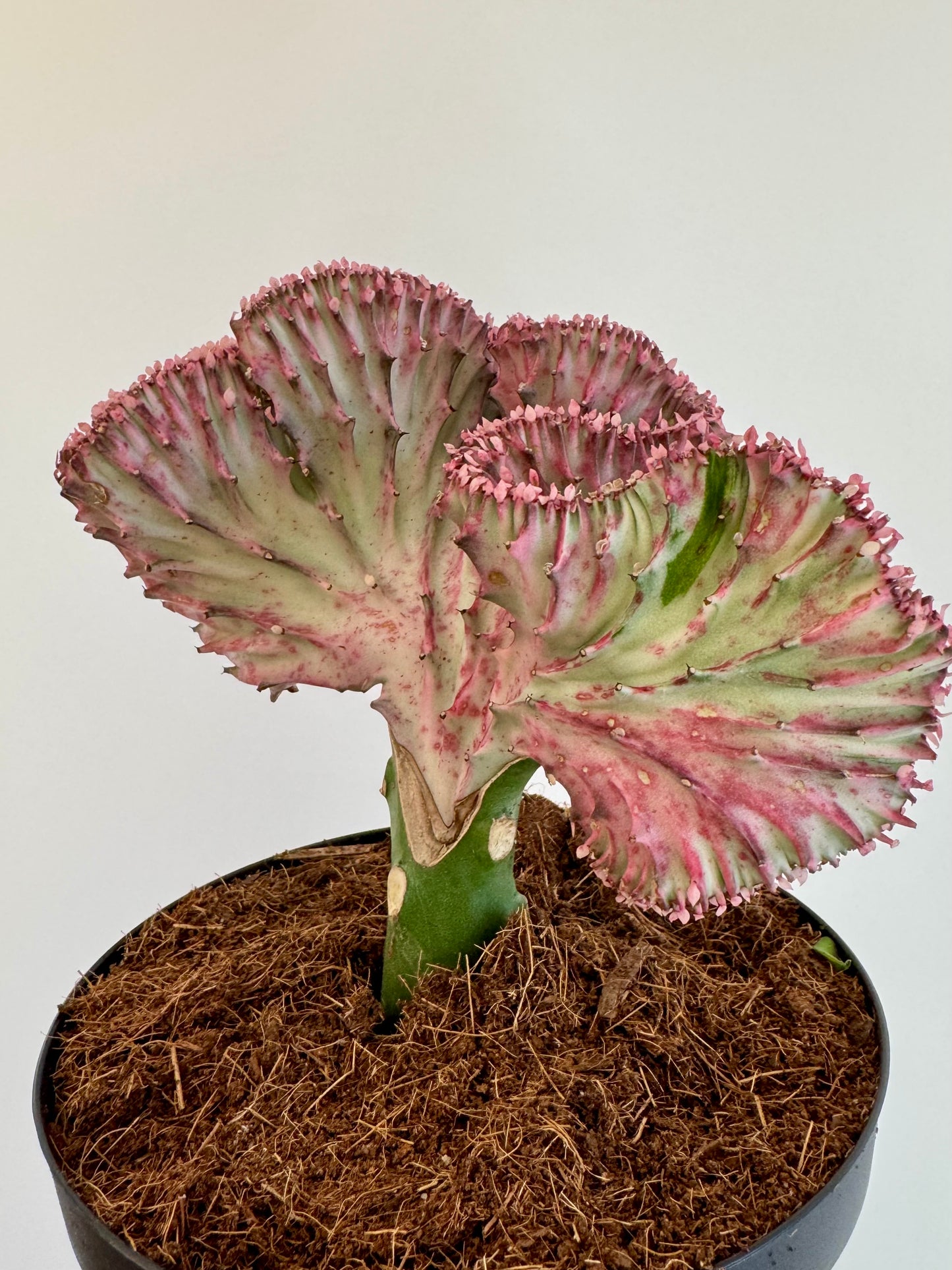 6" Euphorbia Lactea Pink 'Mermaid Tail Cactus'