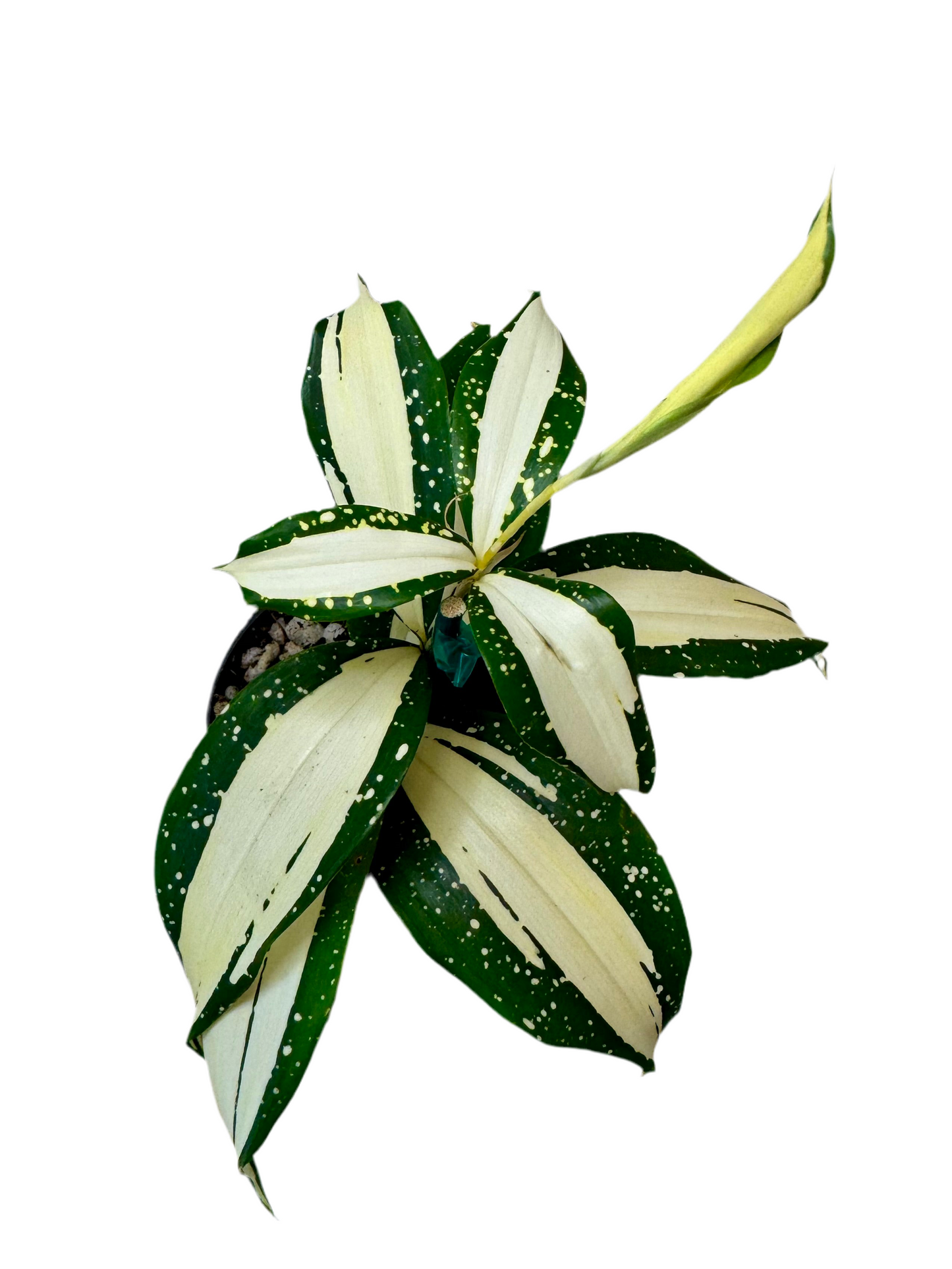 3” Dracaena Surculose ‘Milky Way’