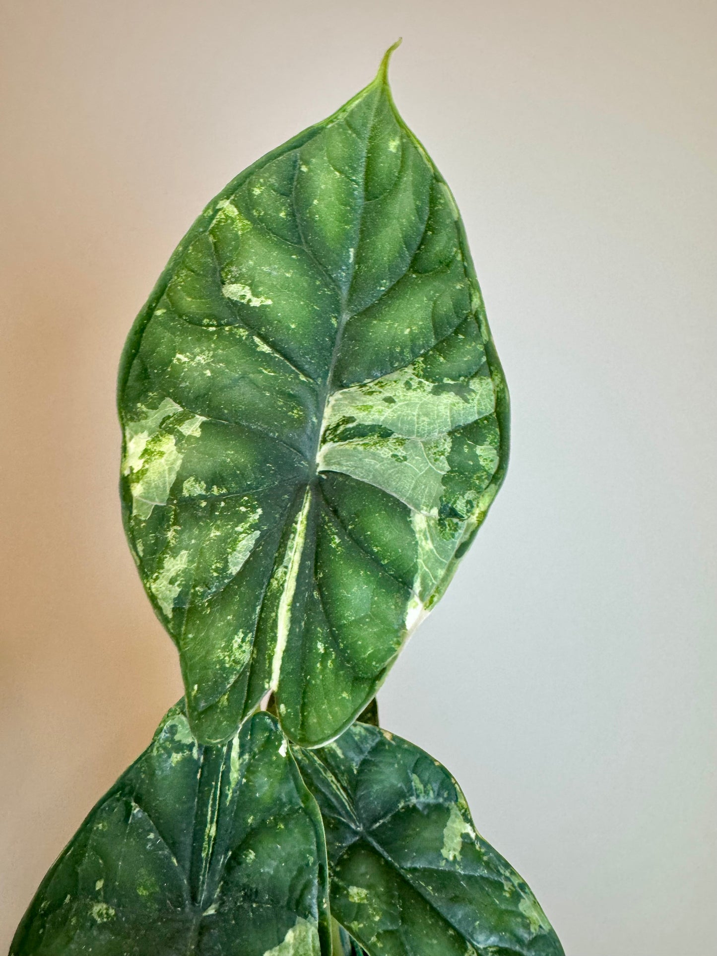 4” Alocasia Dragon Scale Mint Variegated