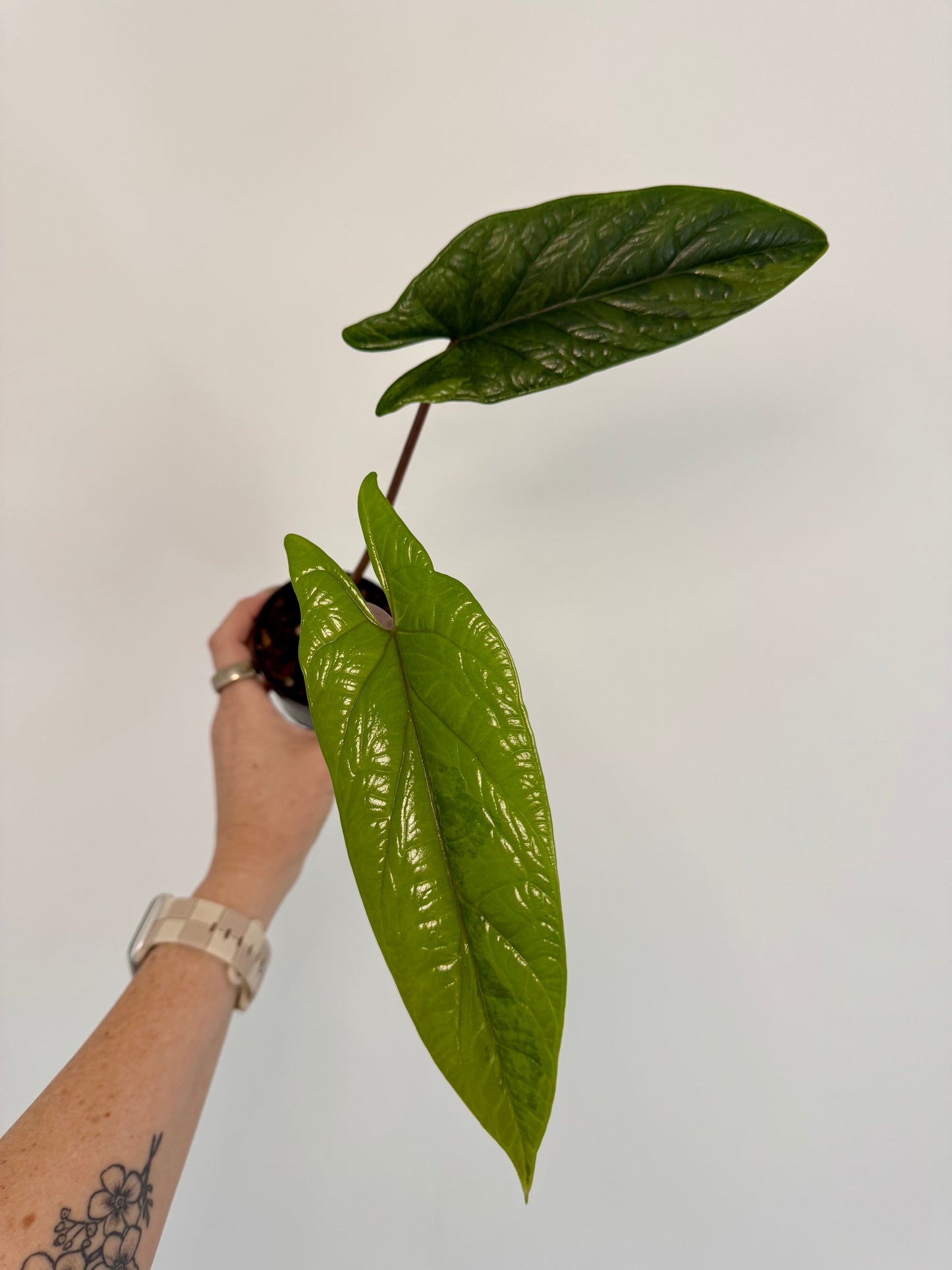 3” Alocasia scalprum ‘Aurea’