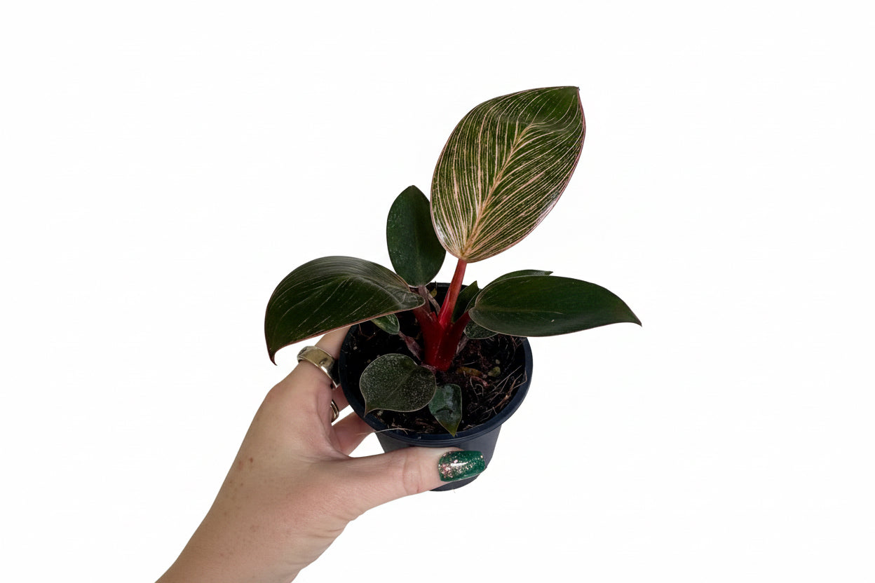3” Philodendron Pink Birkin