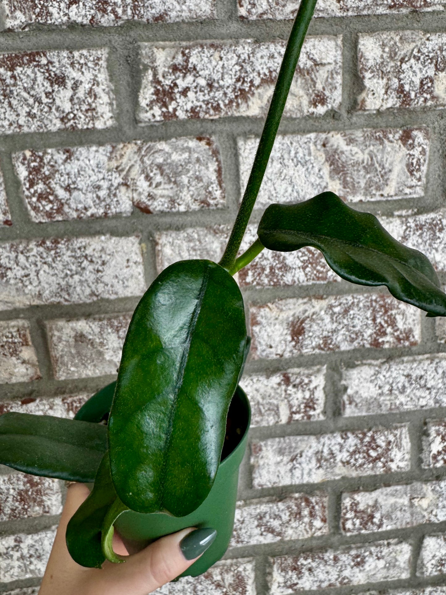 4” Hoya Globulosa