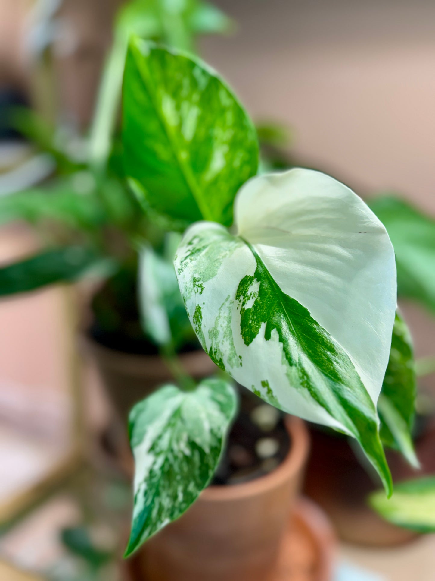 4” Monstera Albo