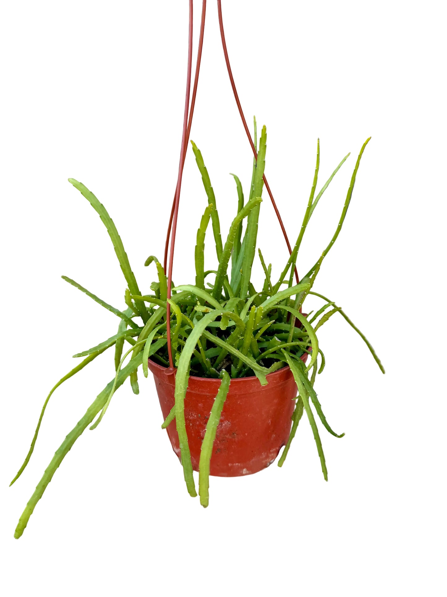 6” Rhipsalis Boliviana