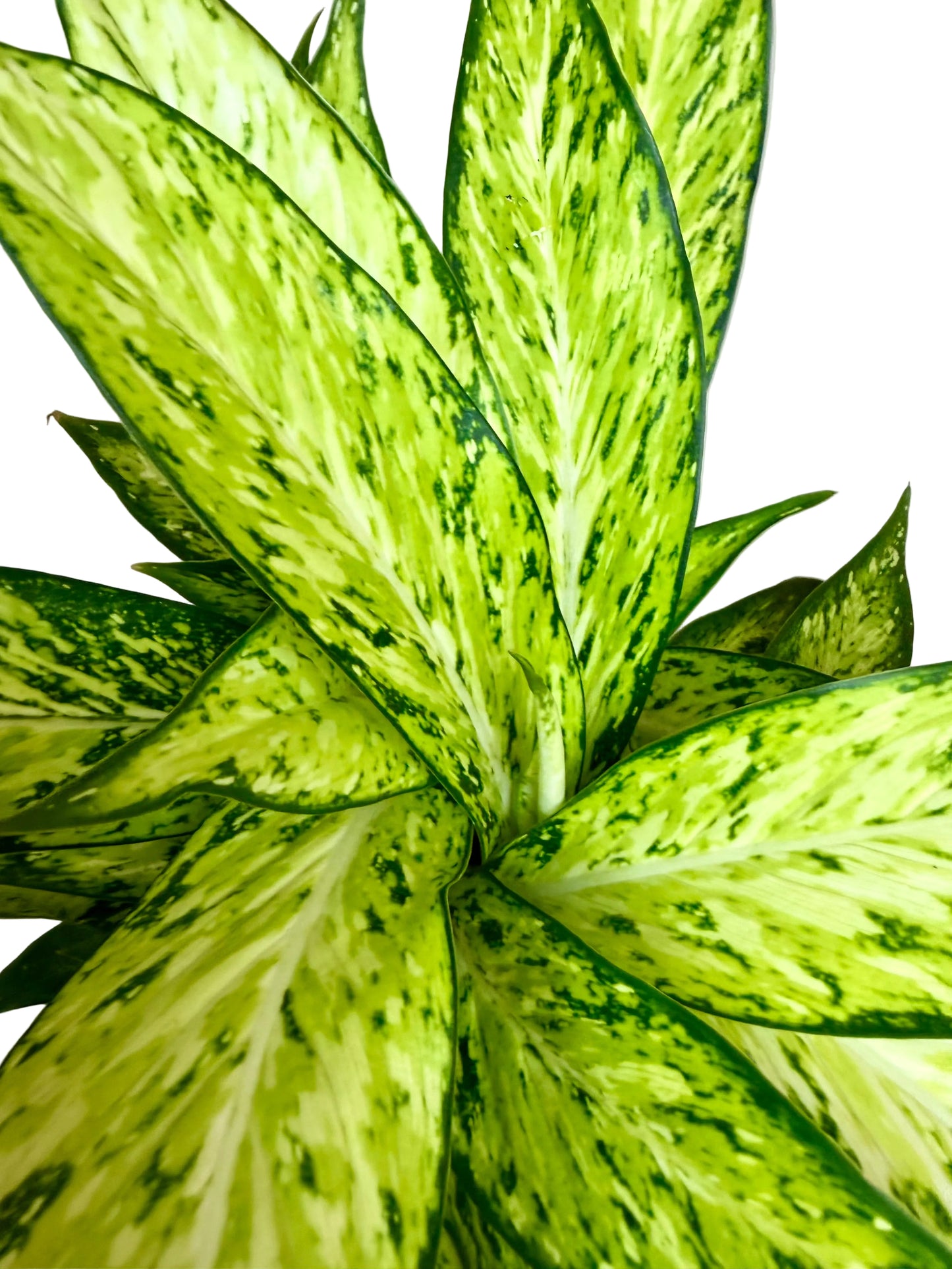 6" Dieffenbachia Starbright