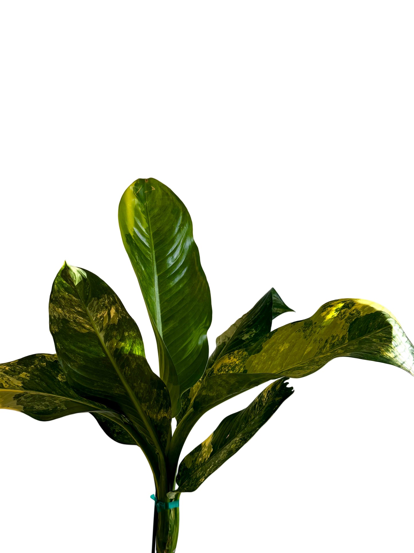 8” Dieffenbachia ‘Big Ben’ Variegated