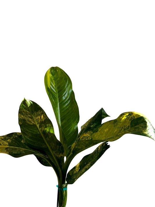 8” Dieffenbachia ‘Big Ben’ Variegated
