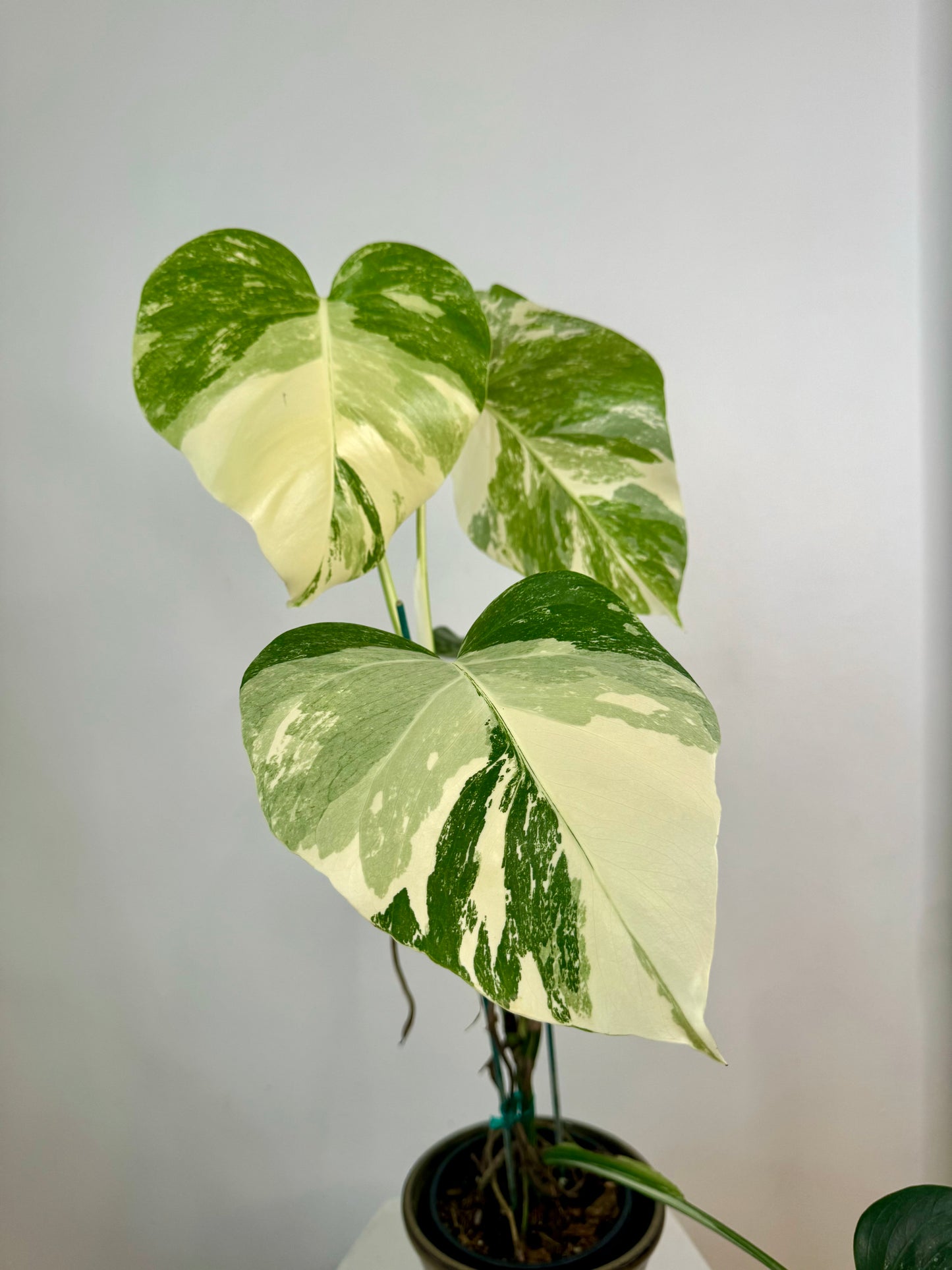 5" Monstera Albo