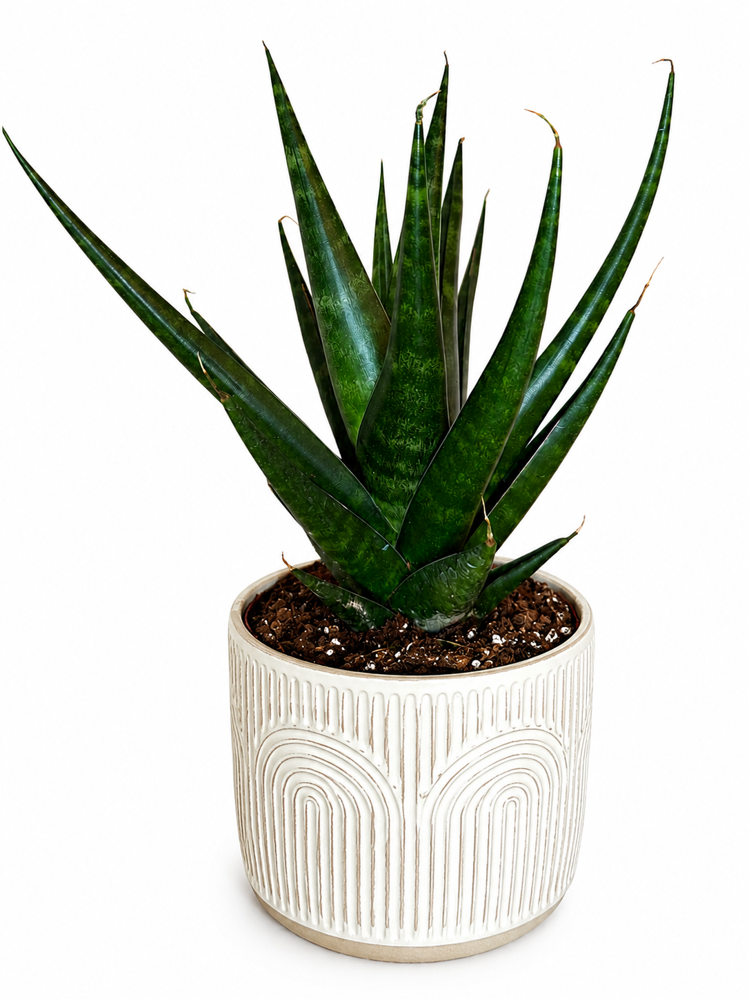 6” Sansevieria Gojo Natural