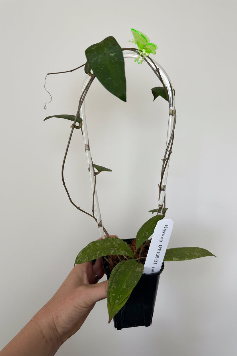 3" Hoya sp. UT 168 (Hoya Ruthiae)