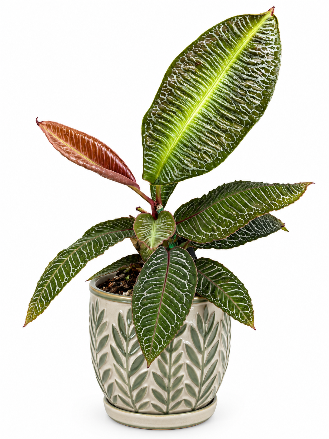 4" Labisia sp. Pink Vein