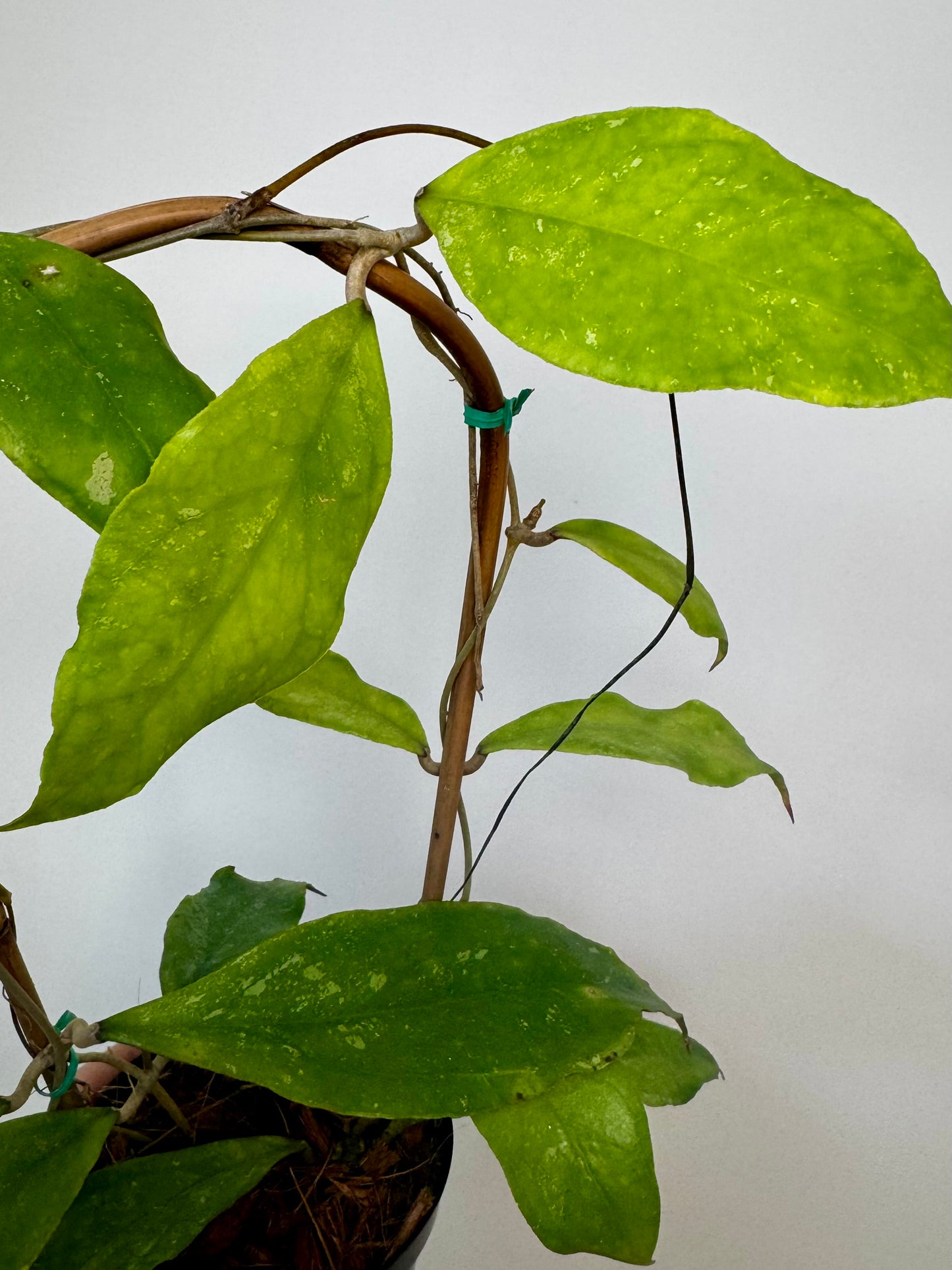 4" Hoya Finlaysonii ‘Chicken Farm’ on trellis