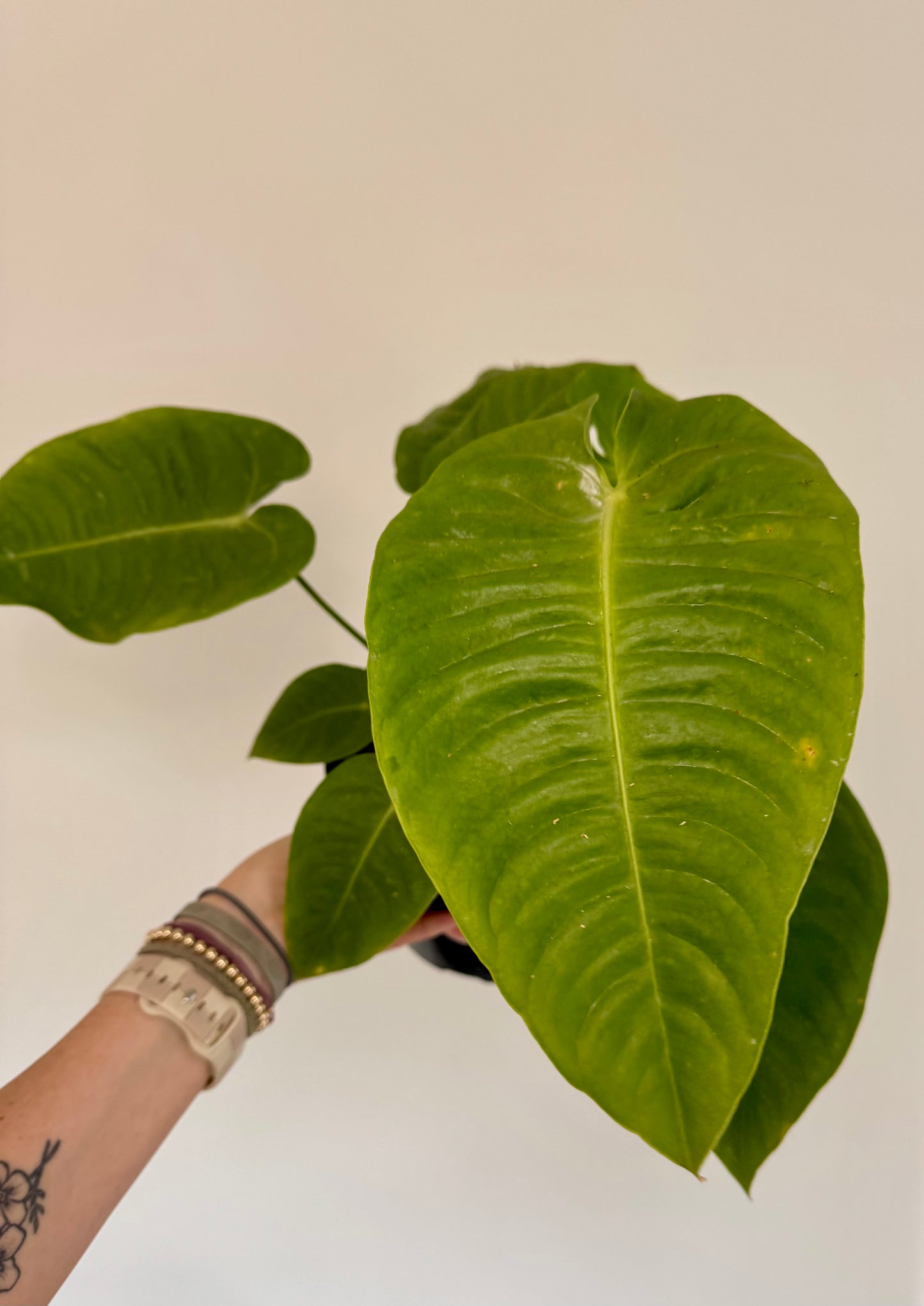 8" Anthurium Veitchii 'King' (Extra Mature Size)