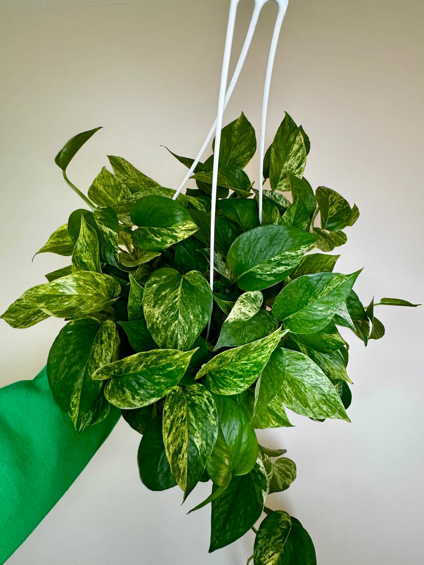 8" Pothos Snow Queen