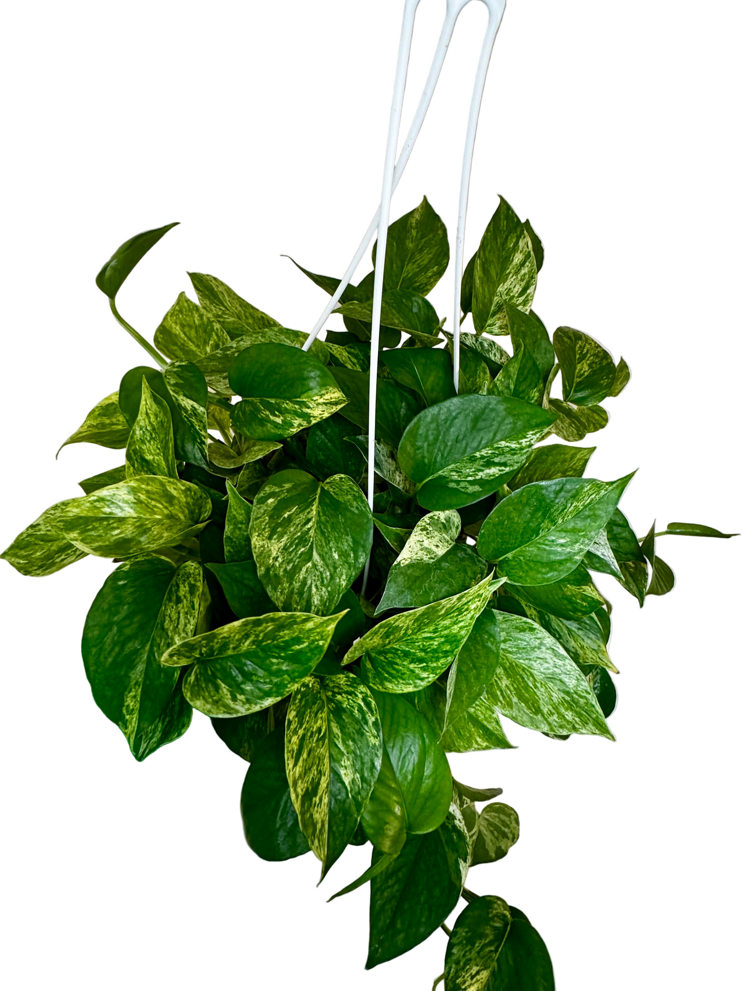 8" Pothos Snow Queen