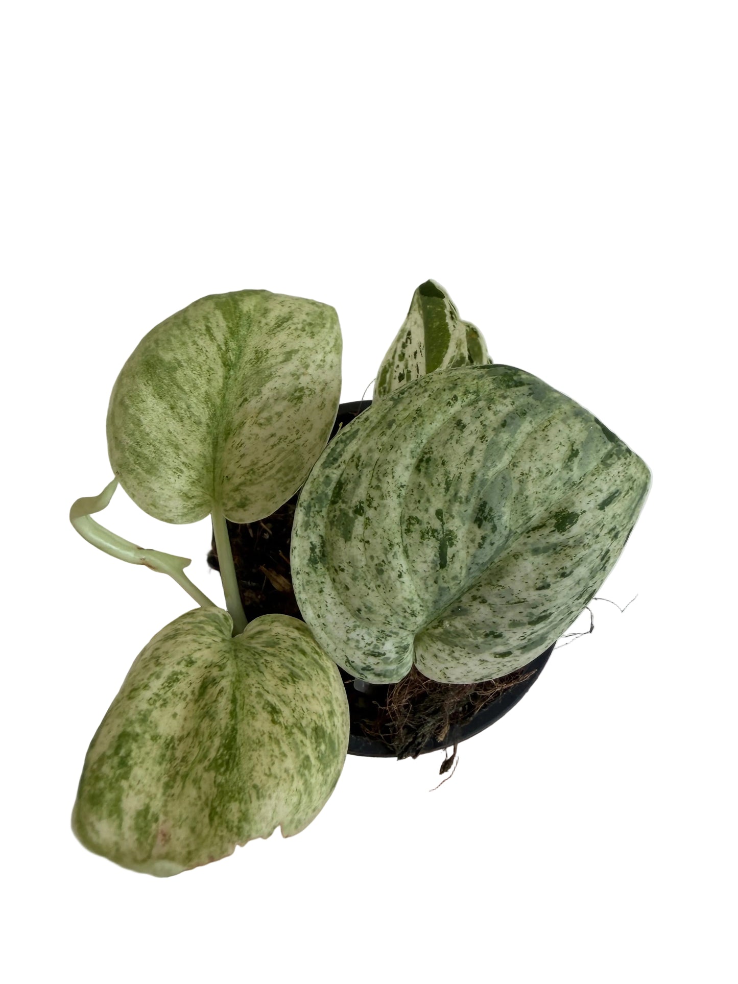 3" Scindapsus Jade Satin 'Marble'