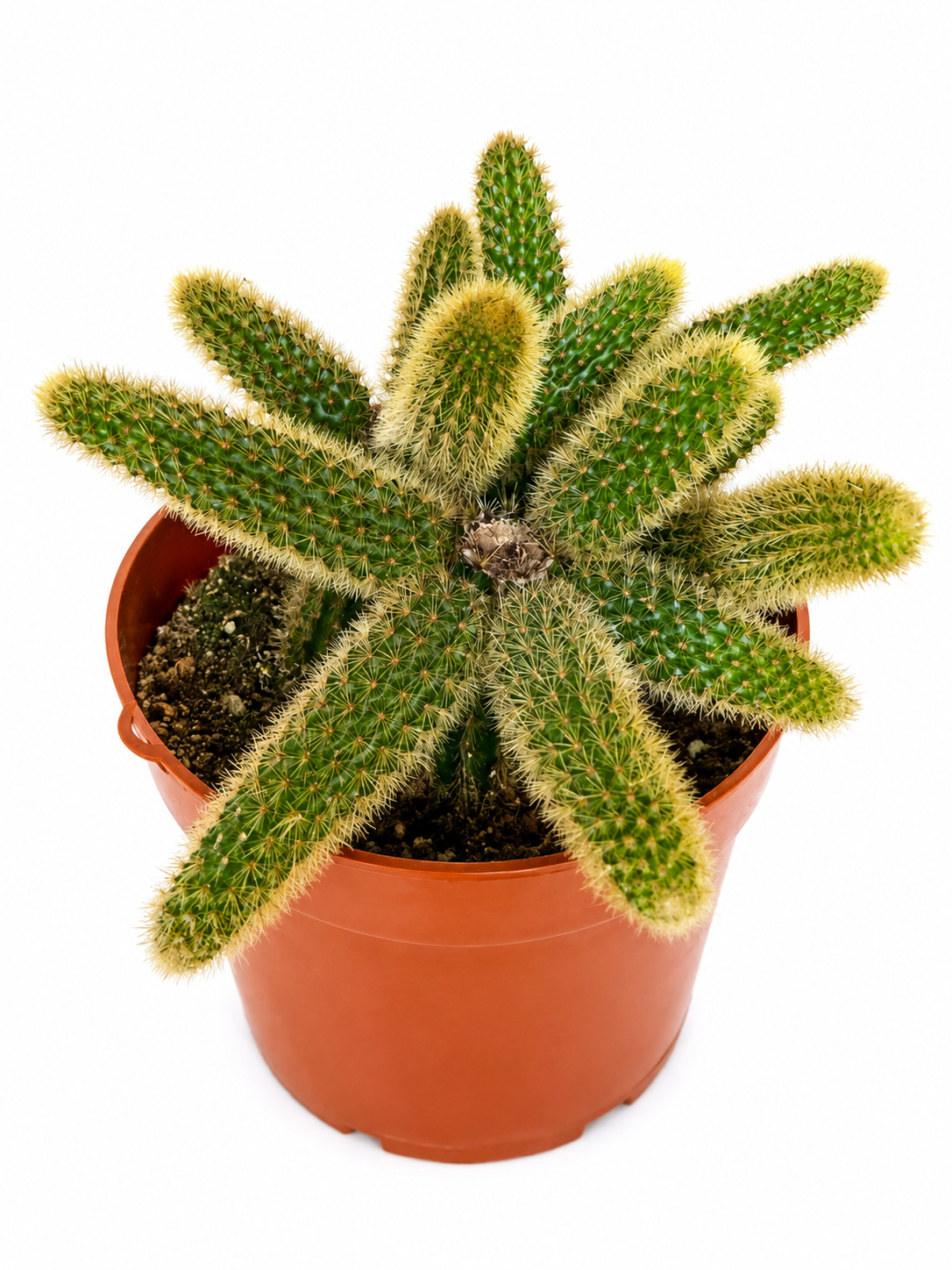6” Golden Rat Tail Cactus