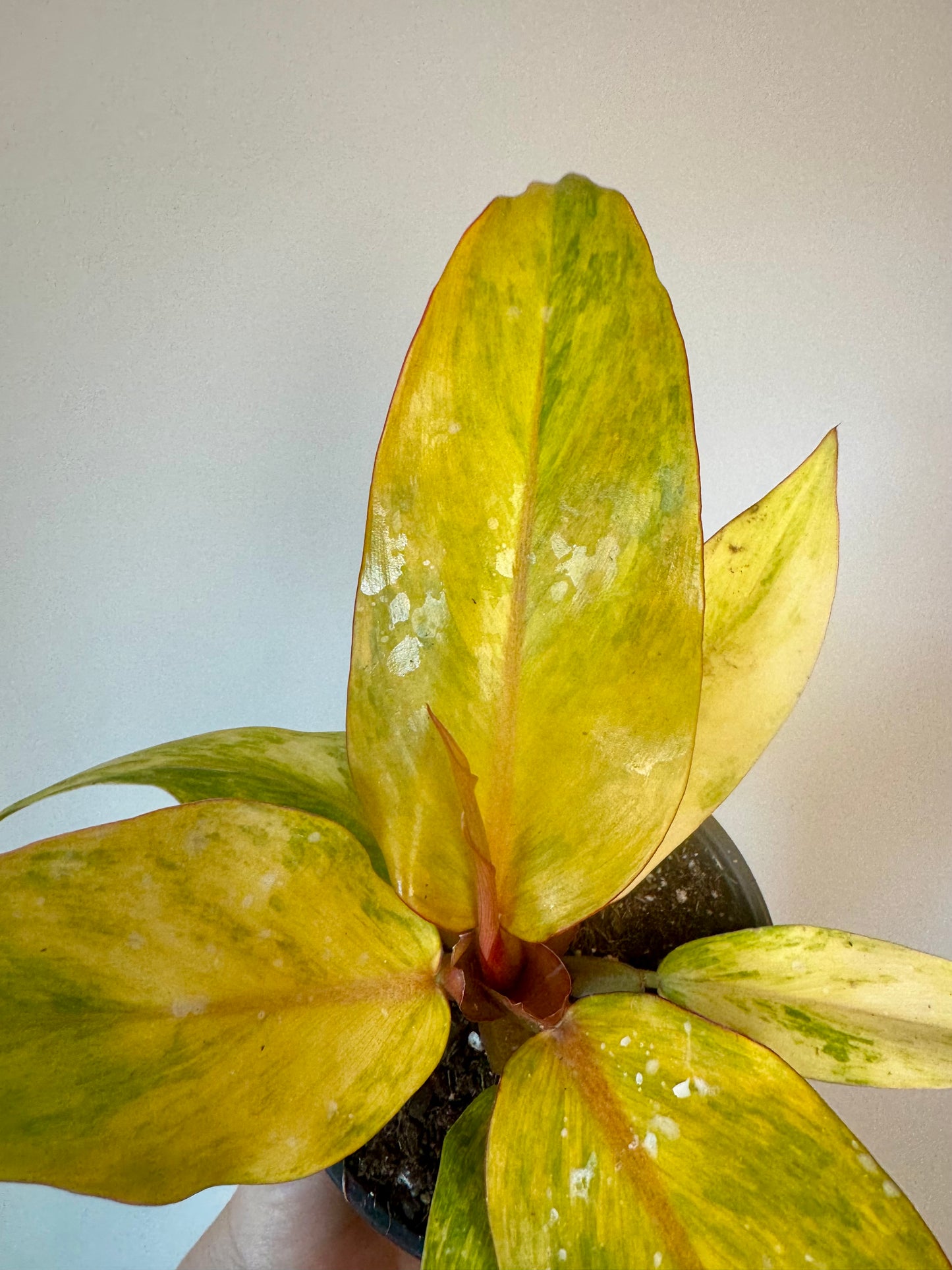 4.5" Philodendron Orange Marmalade