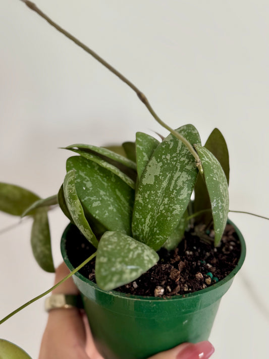 4” Hoya Sigillatis ʼRound Formʼ
