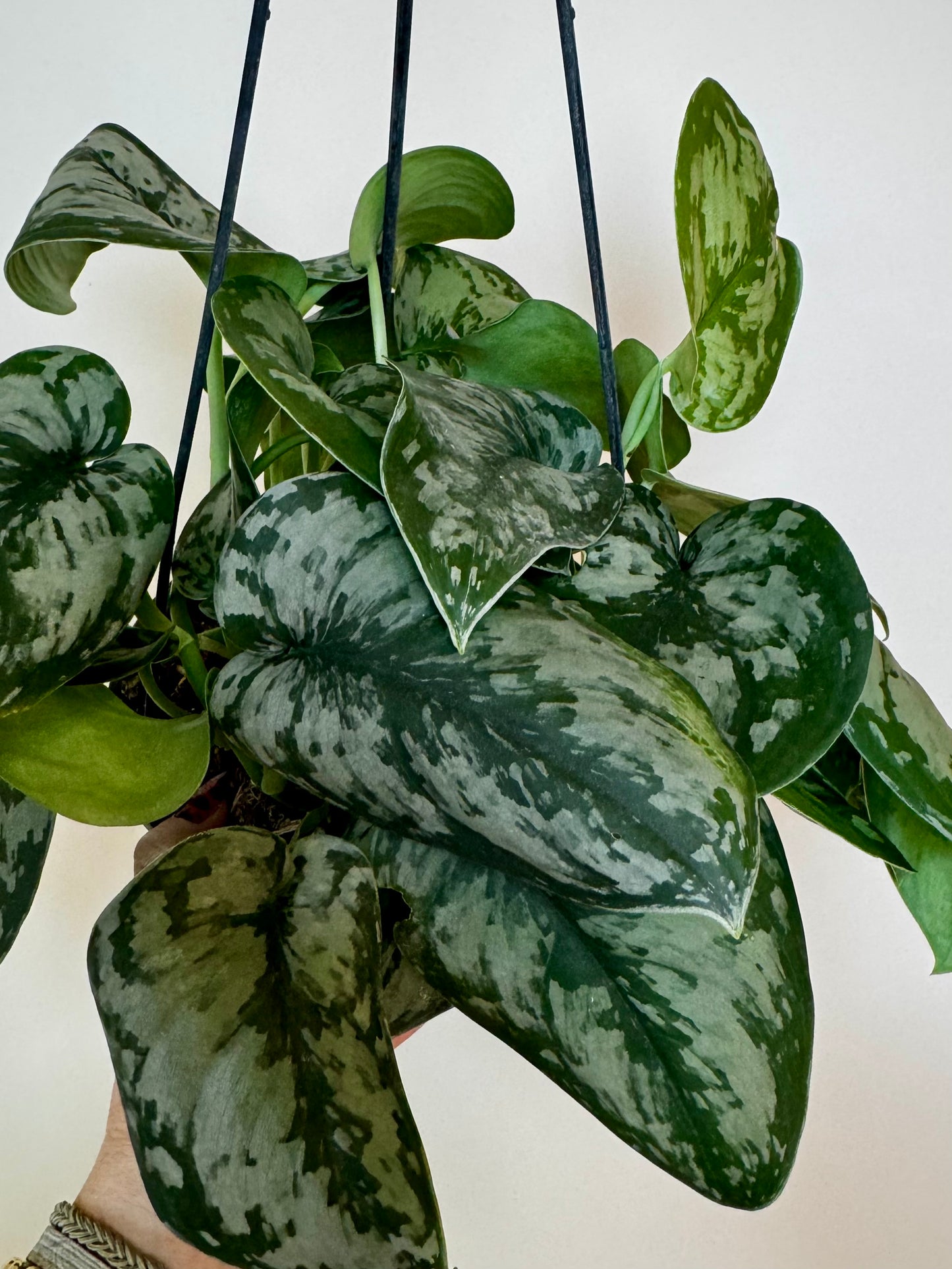 6" Scindapsus 'Army'