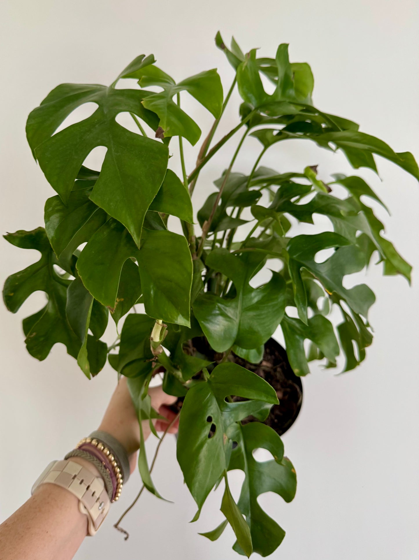 6" Rhaphidophora Tetrasperma 'Mini Monstera'