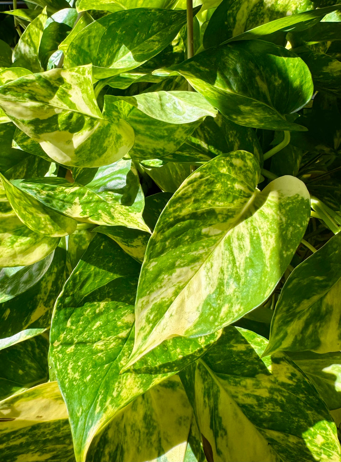 8" Pothos ‘Churchill Gold'