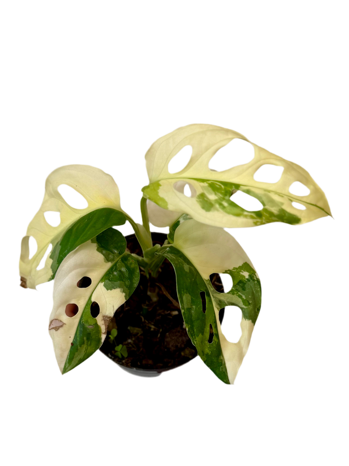 3” Monstera Adansonii Albo Variegated