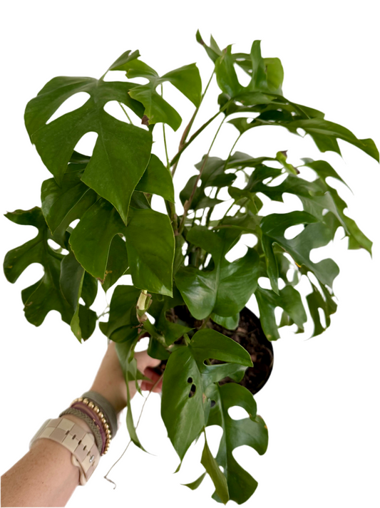 6" Rhaphidophora Tetrasperma 'Mini Monstera'