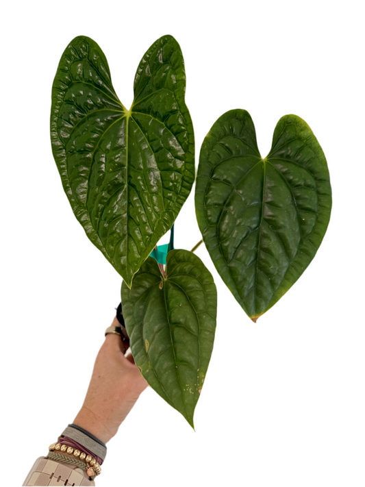 4" Anthurium Luxurians 'Dark Velvet'