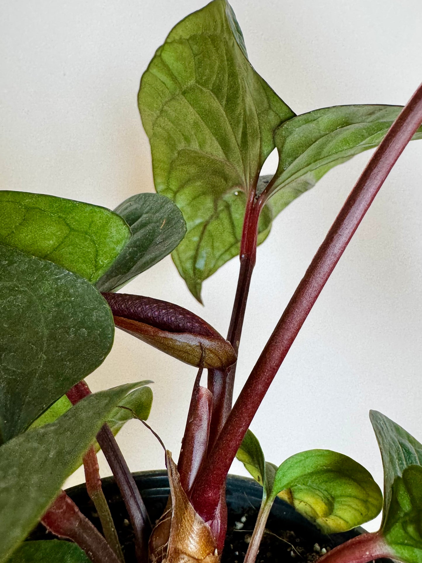4.5” Anthurium Radicans