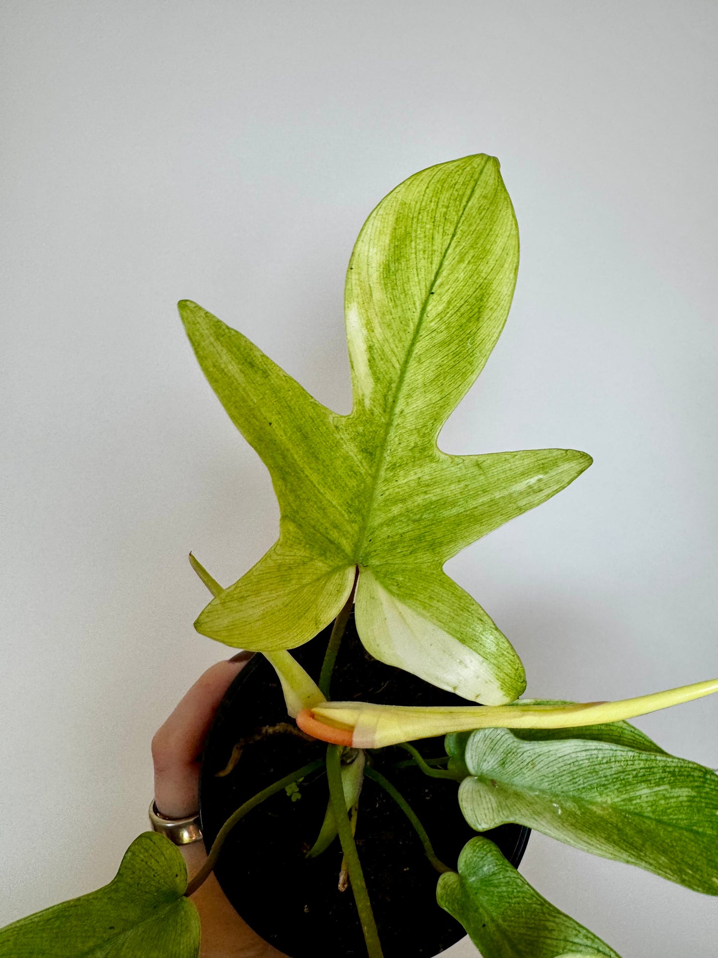 4" Philodendron Florida Ghost