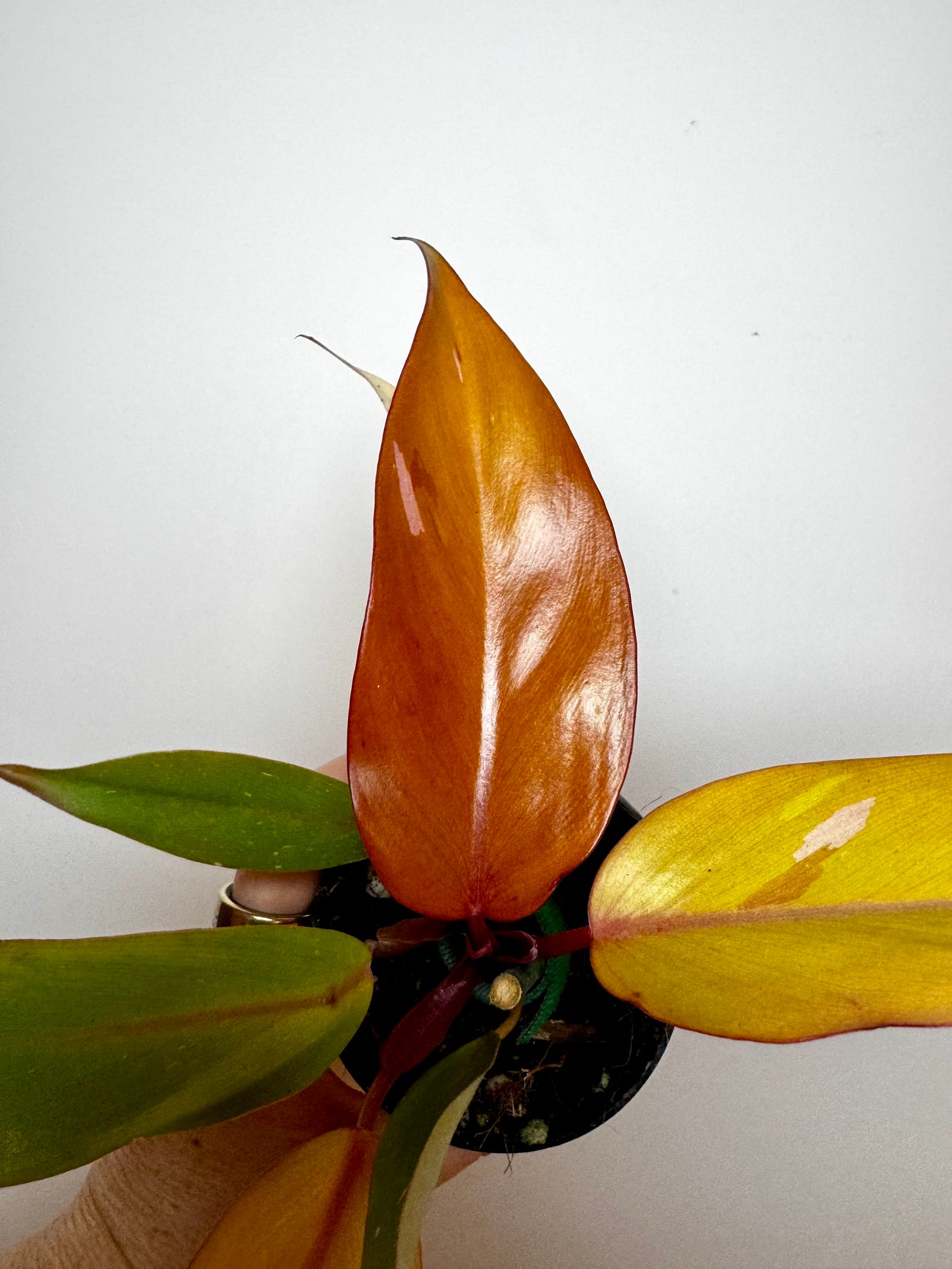 4" Philodendron Persimmon Princess
