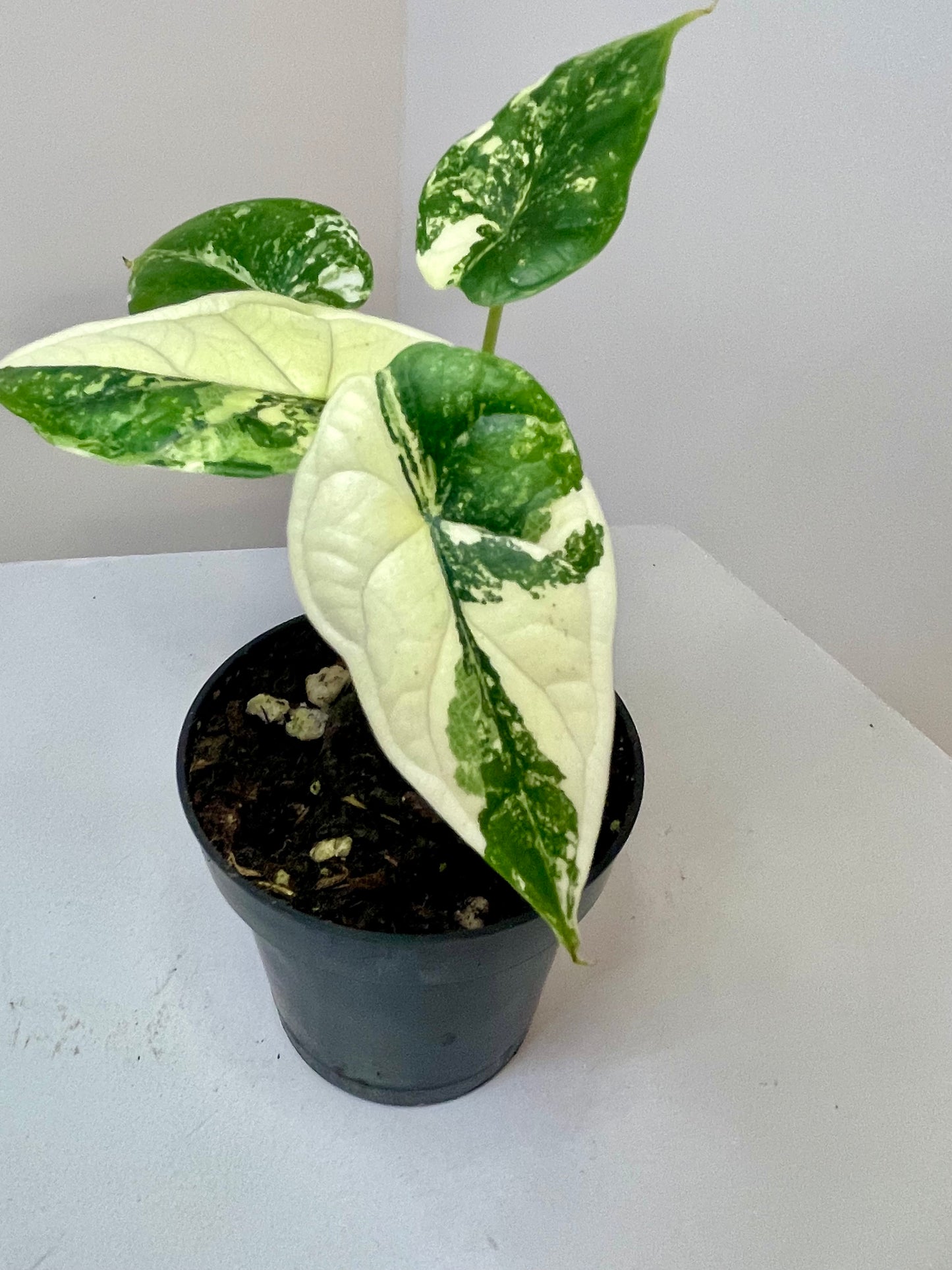 3" Alocasia Baginda 'Dragon Scale' Variegated