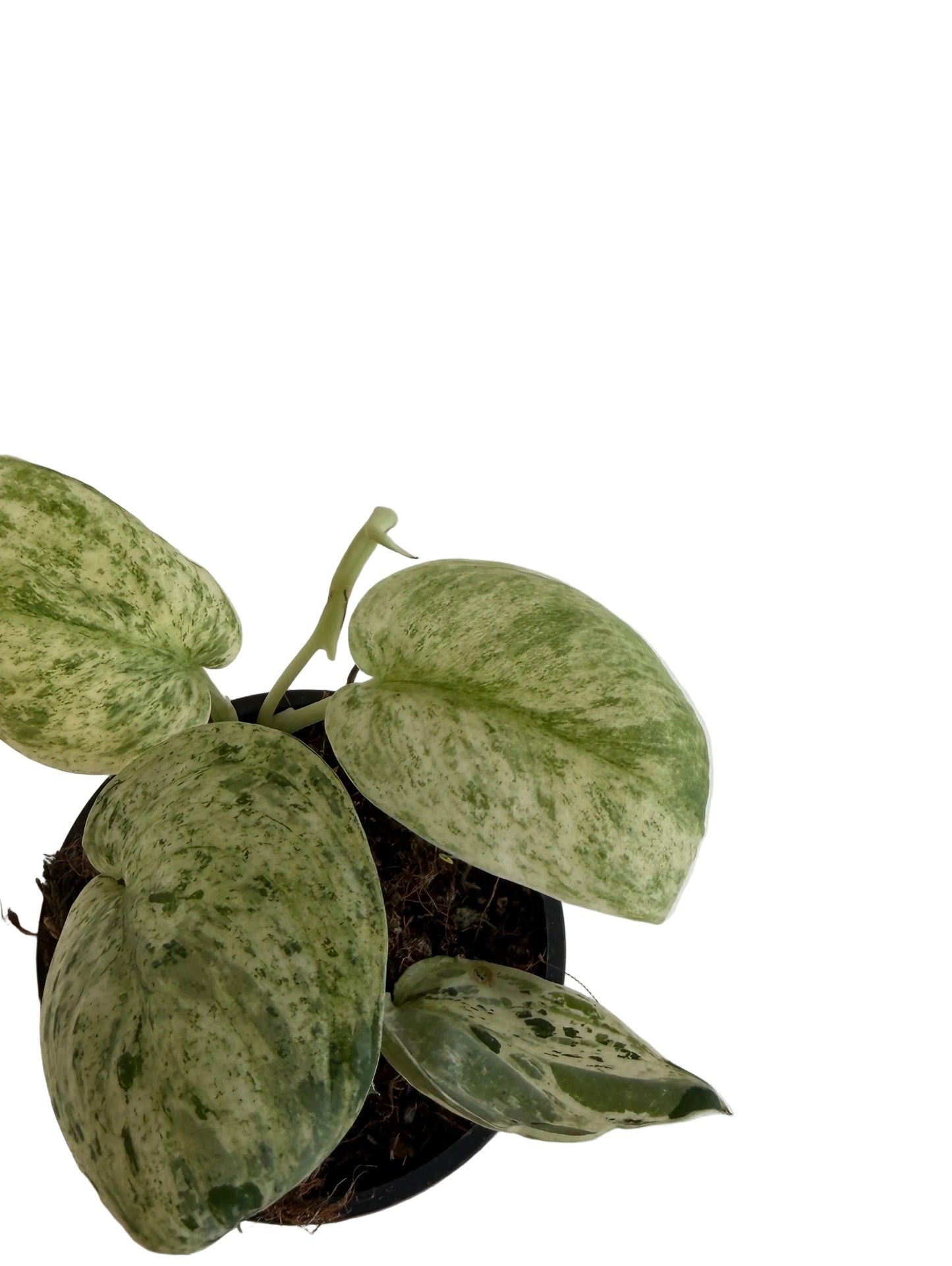 3" Scindapsus Jade Satin 'Marble'