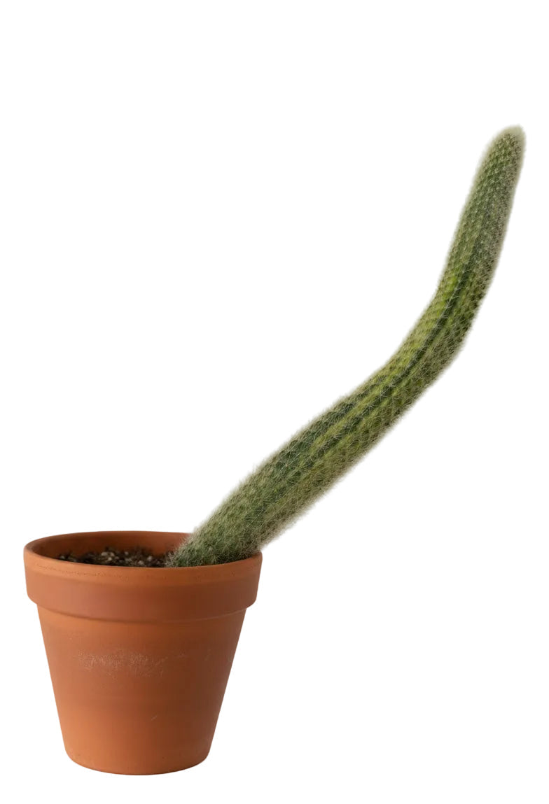4” Monkey Tail Cactus Variegated