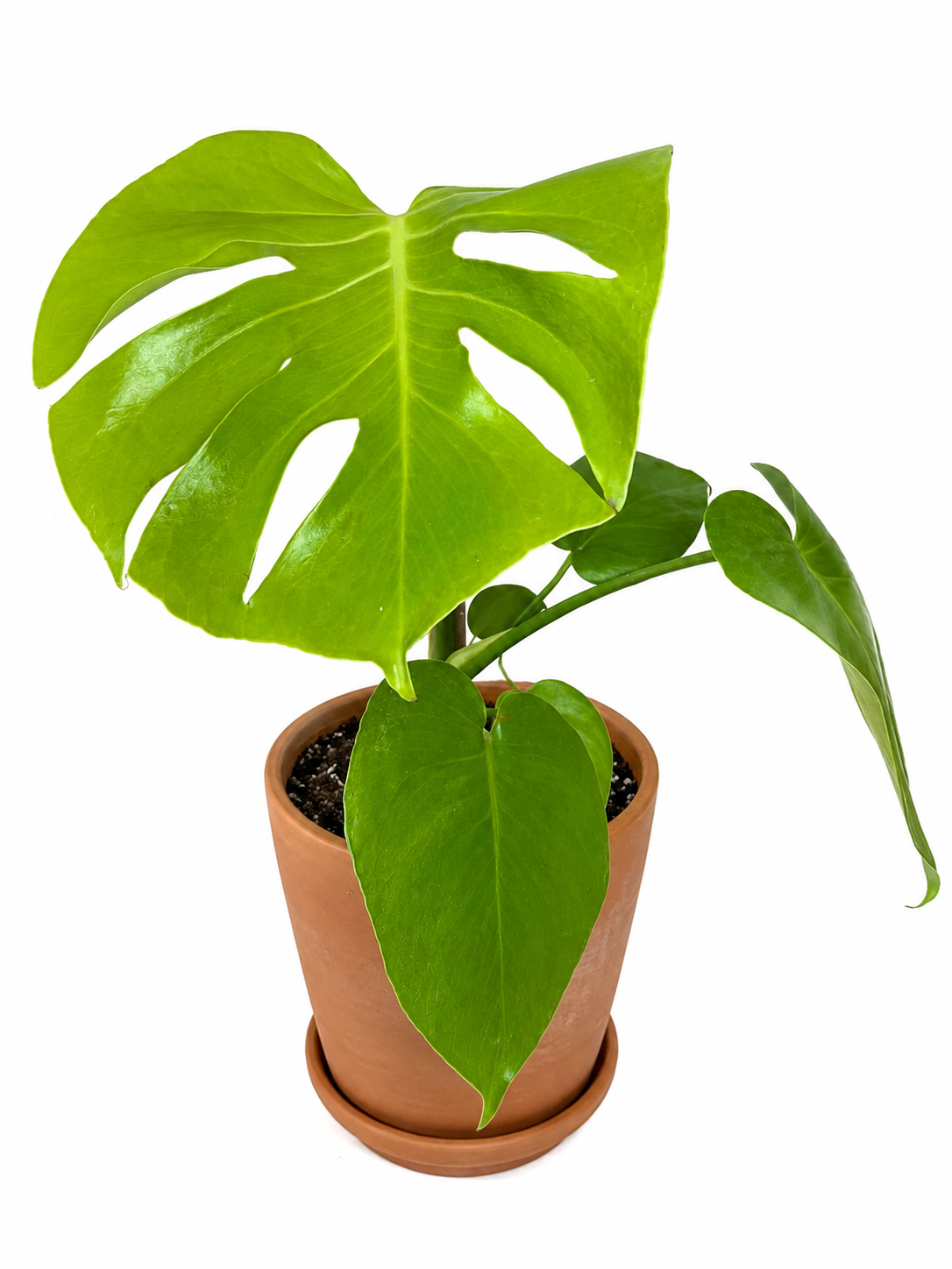 6” Monstera Deliciosa Lemon Lime
