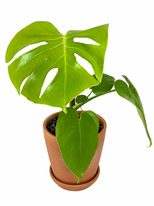 6” Monstera Deliciosa Lemon Lime