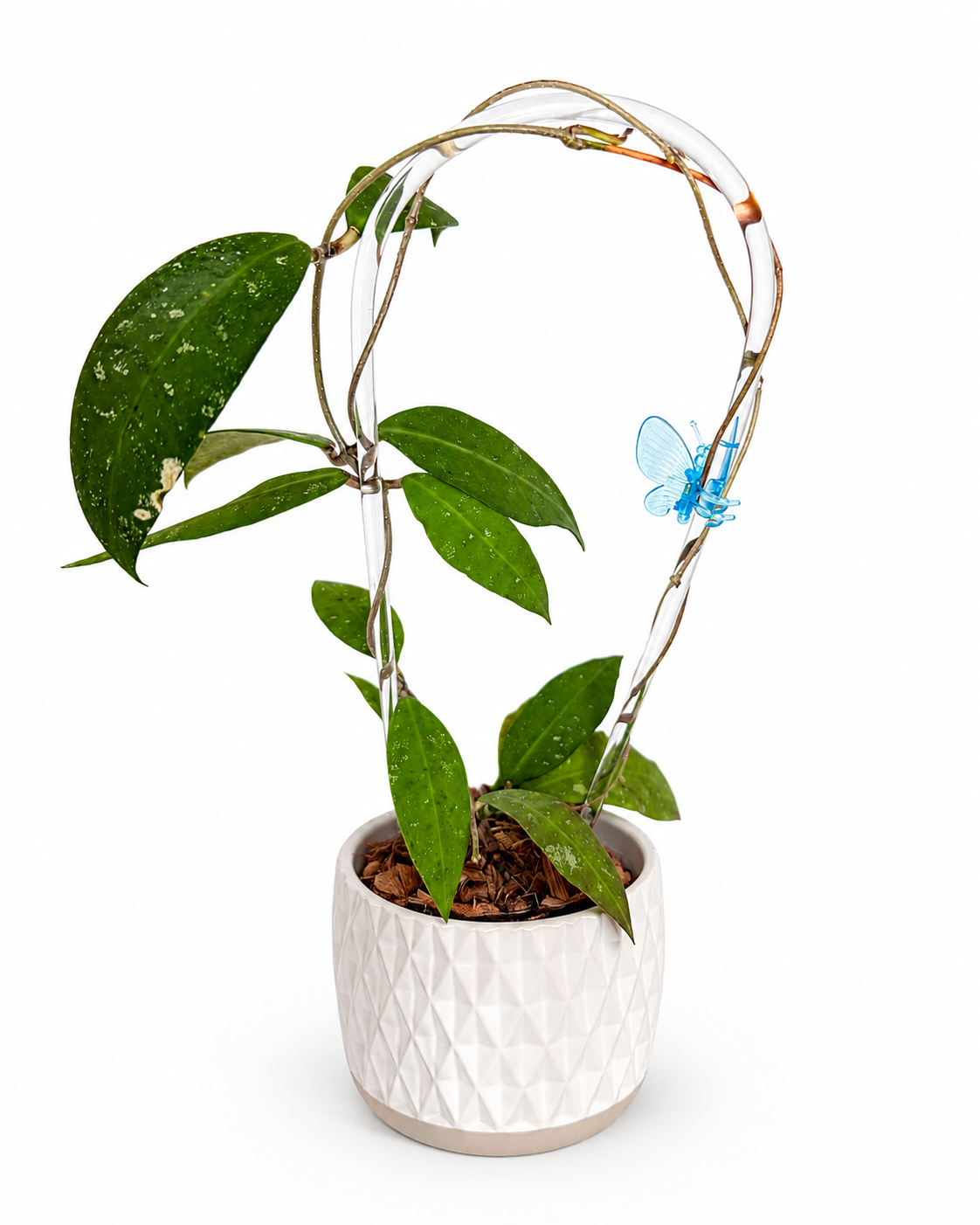 3" Hoya sp. UT 168 (Hoya Ruthiae)