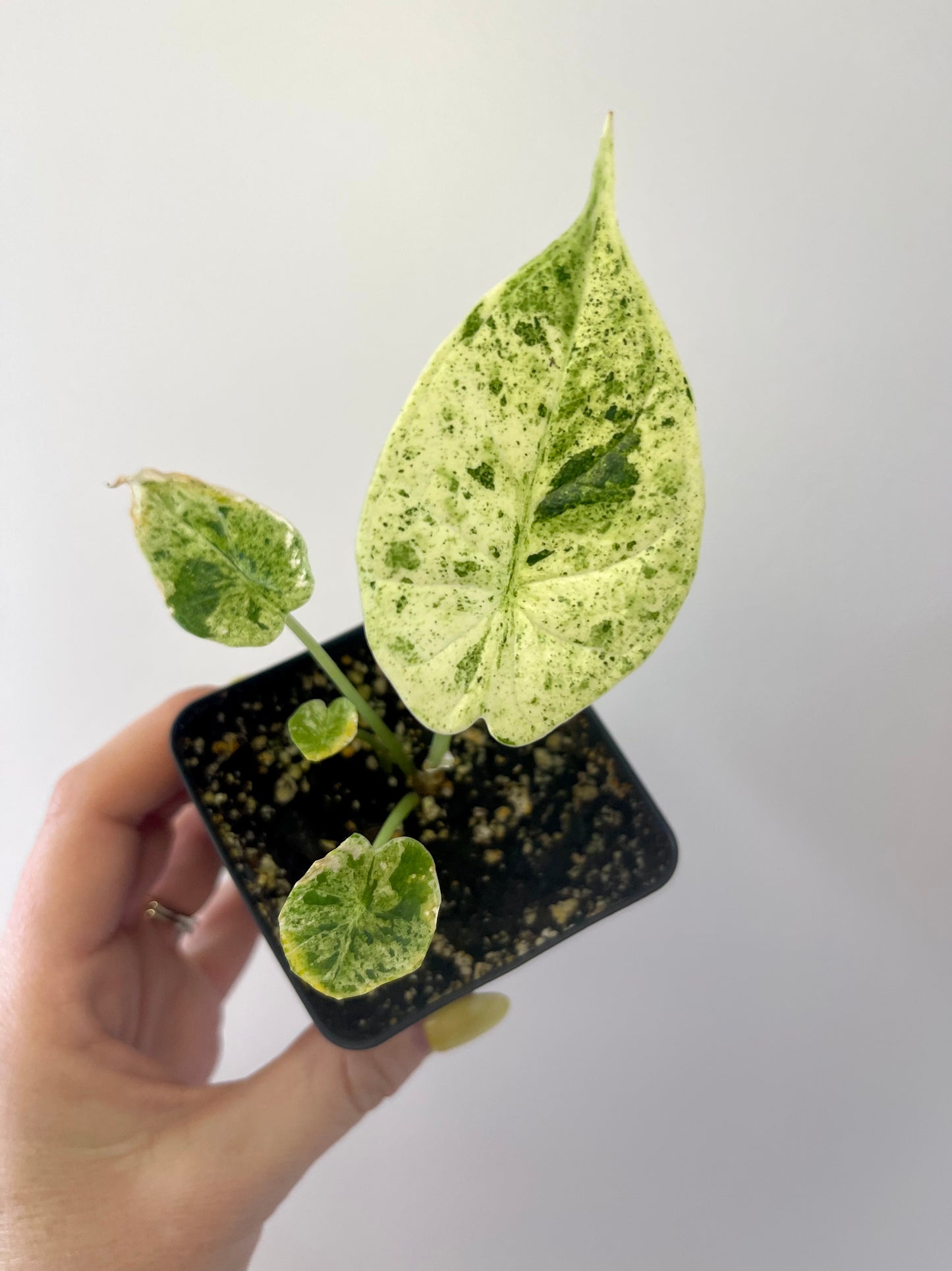 4” Alocasia Dragon Scale Mint Variegated