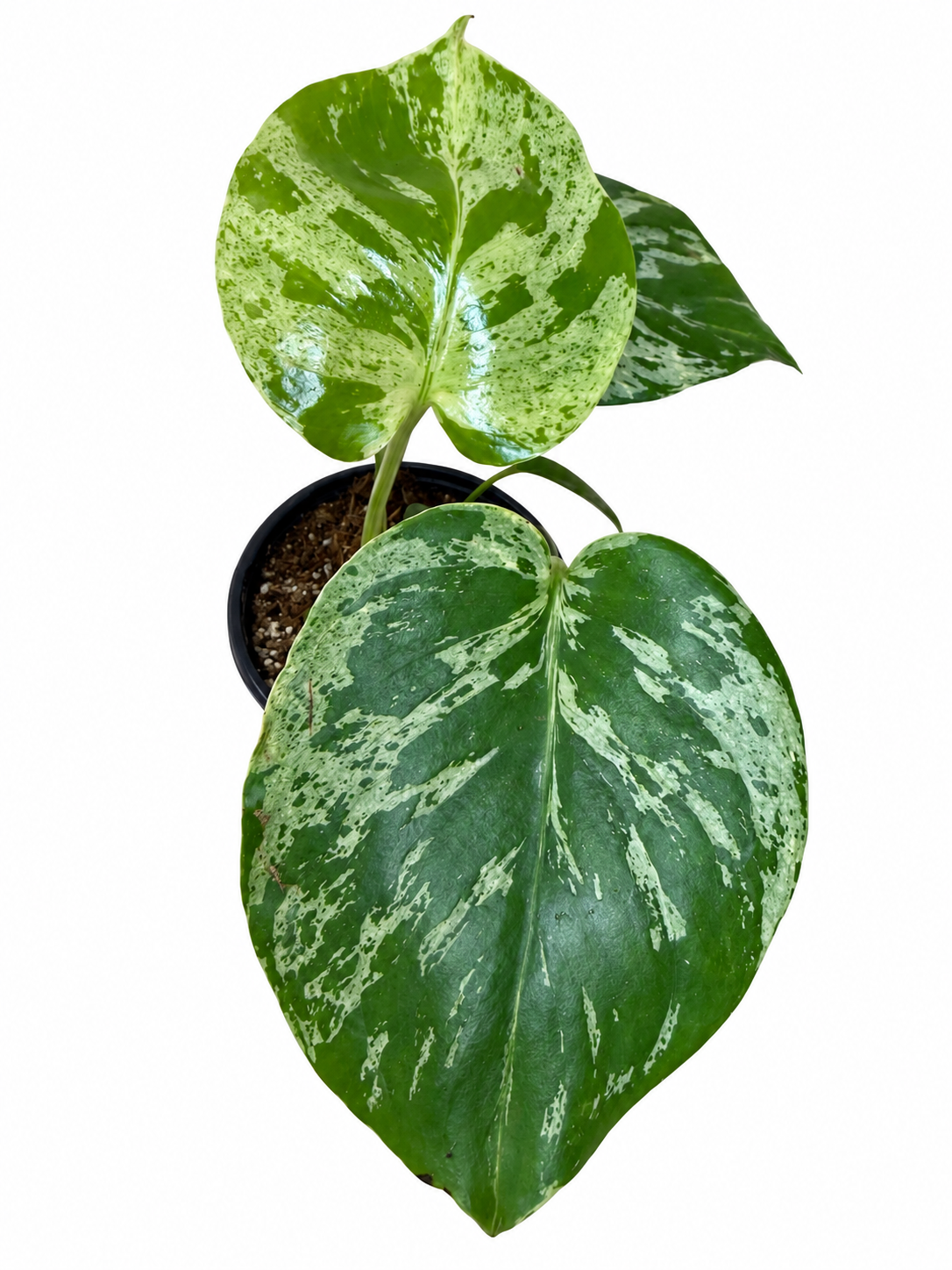 4” Monstera Bulbasaur