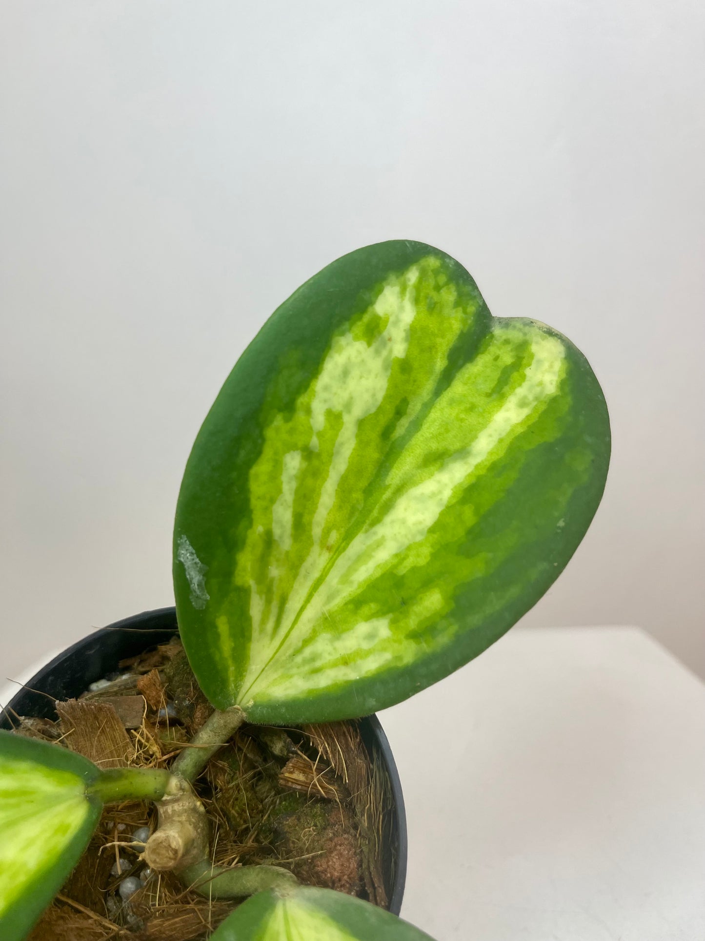 3" Hoya Kerrii 'Picta Spot' (Inner Variegation)