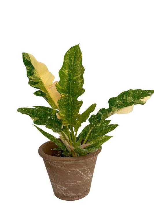 4.5” Philodendron Ring of Fire