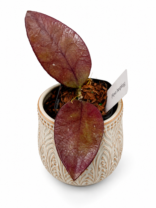 3” Hoya Benchaii Red