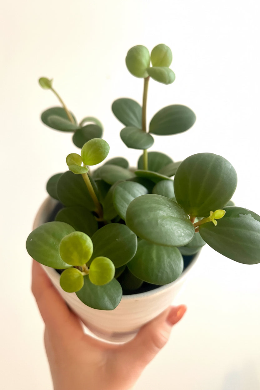 4” Peperomia Hope