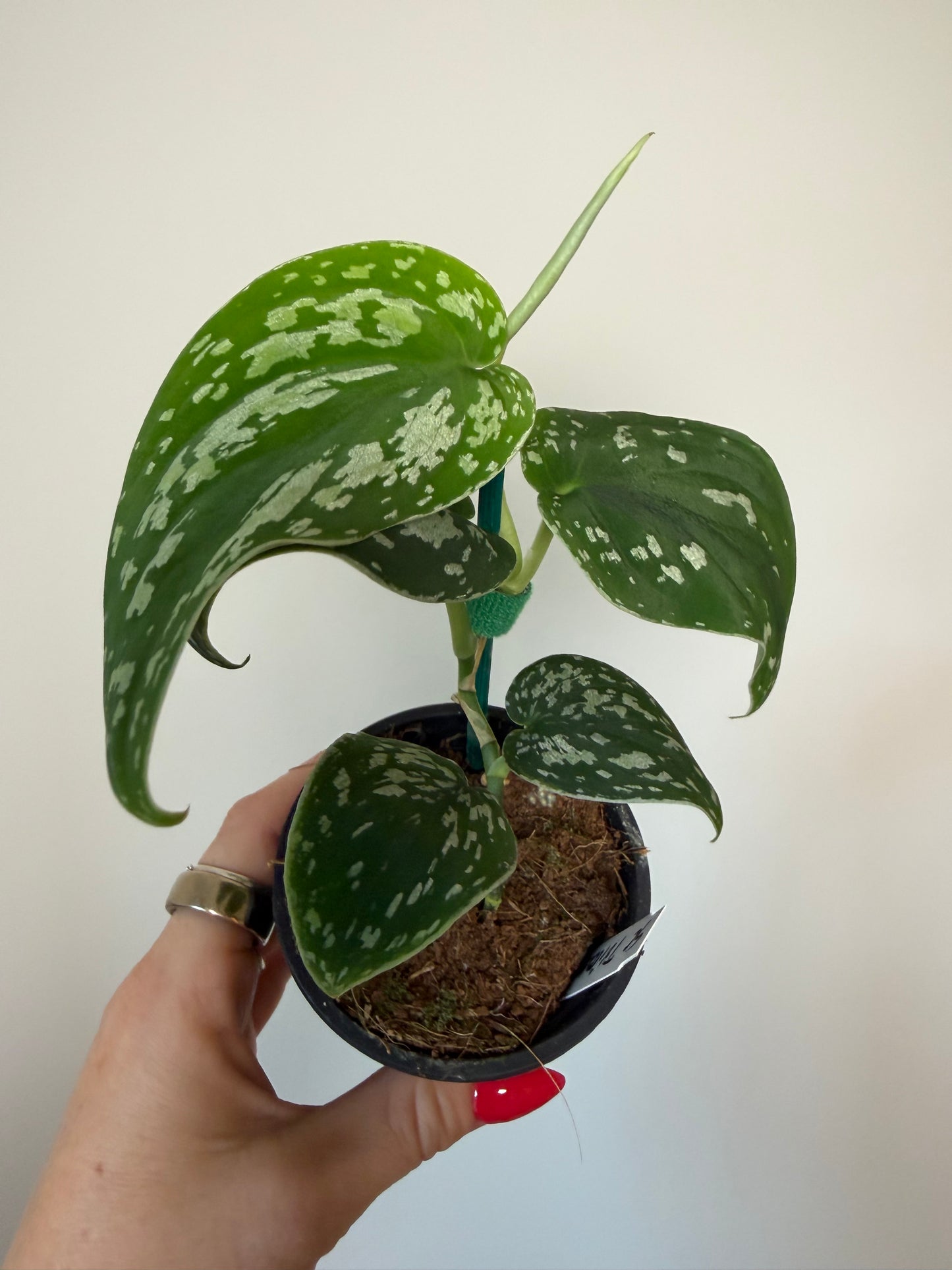 3” Scindapsus Tricolor